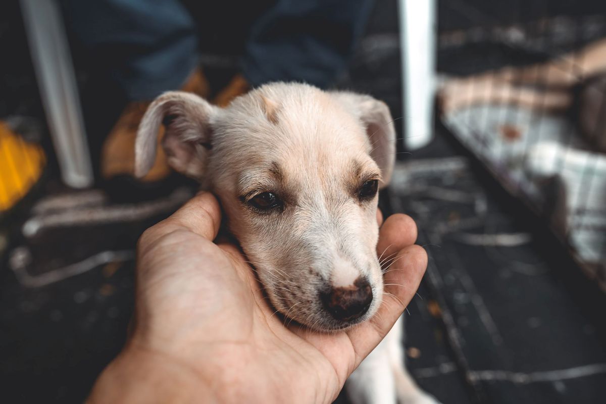 Préparer l’arrivée d’un chien adopté