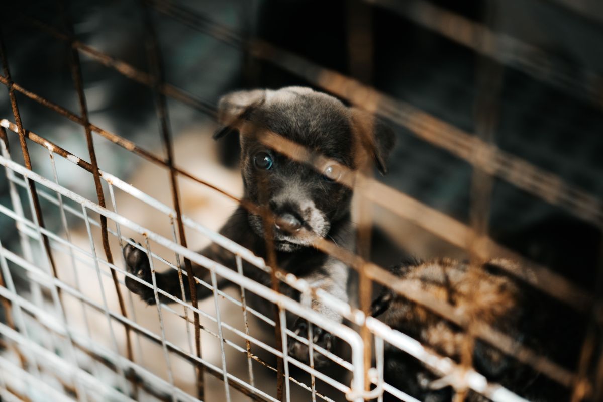 Chien en balade avec son maître