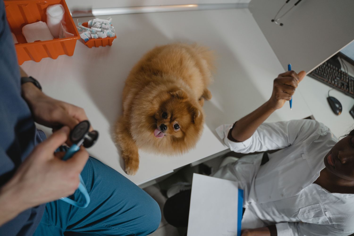 Surveiller la santé de son chien au quotidien