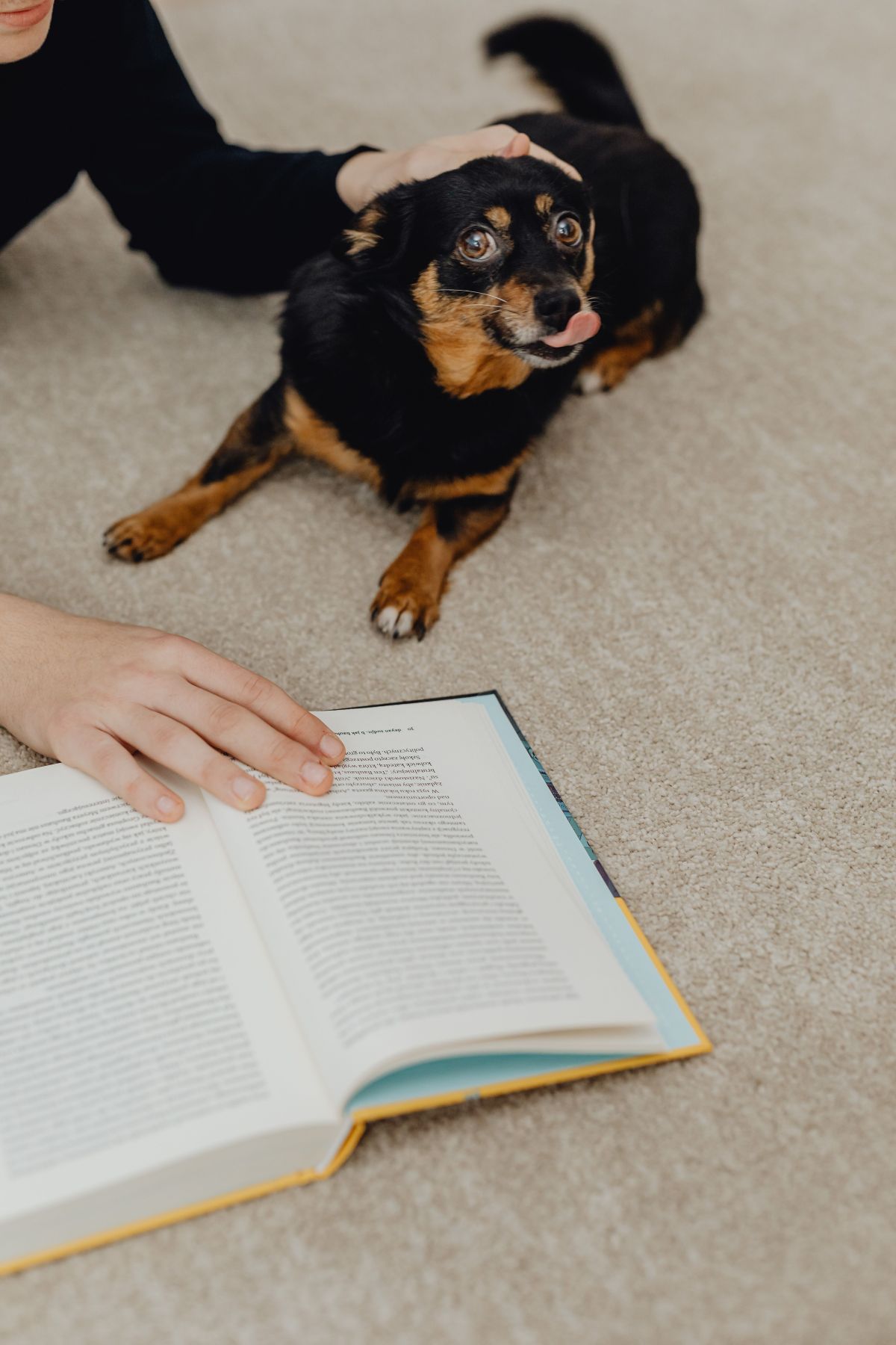 Chien attentif pendant une séance d’éducation positive