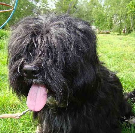 Affenpinscher