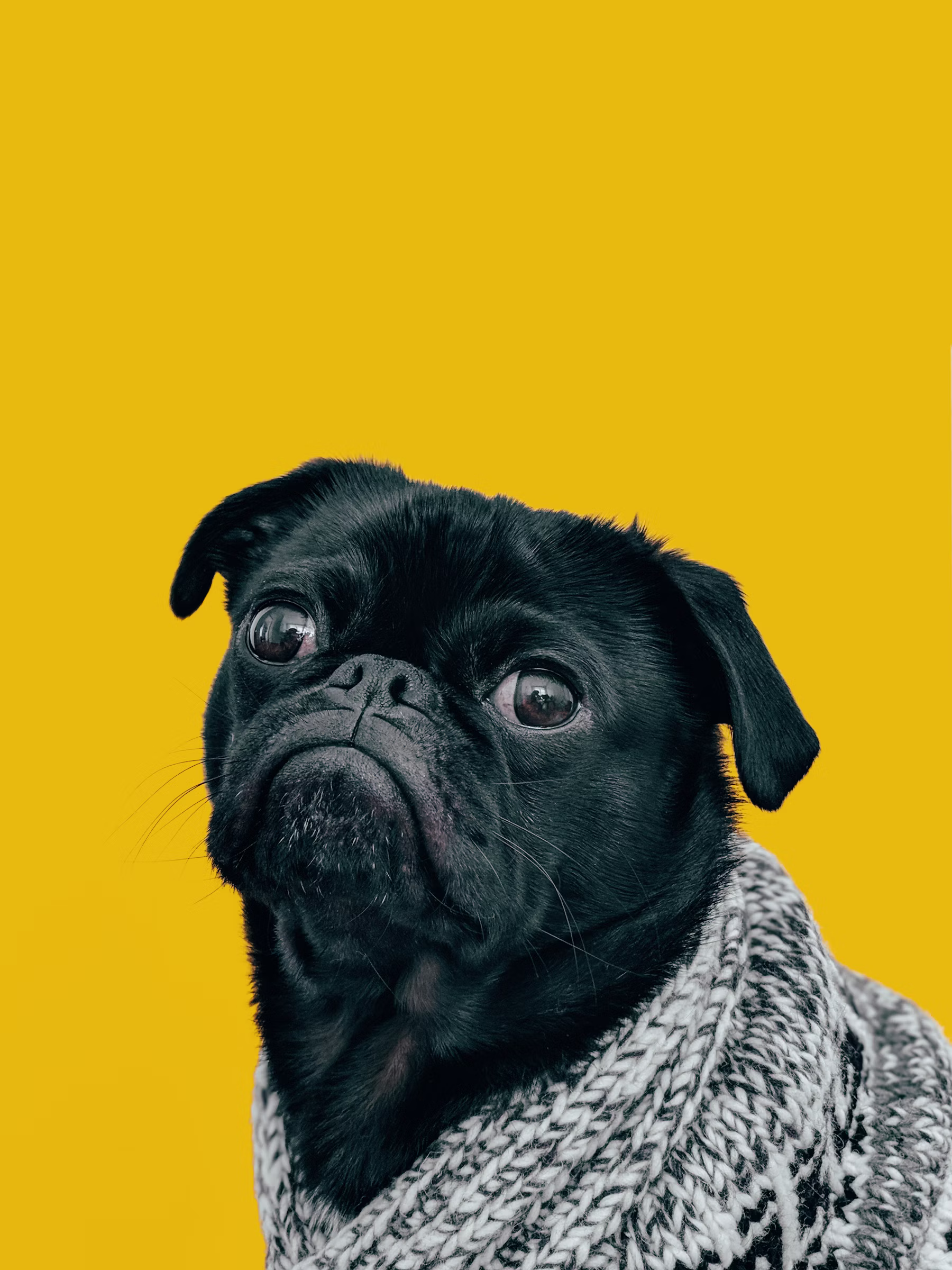 race chien